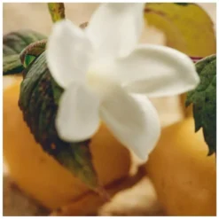 Chloé Nomade Jasmin Naturel Intense EDP 75 Ml -Parfume Verden chloe nomade jasmin naturel intense edp 75 ml 1676363547