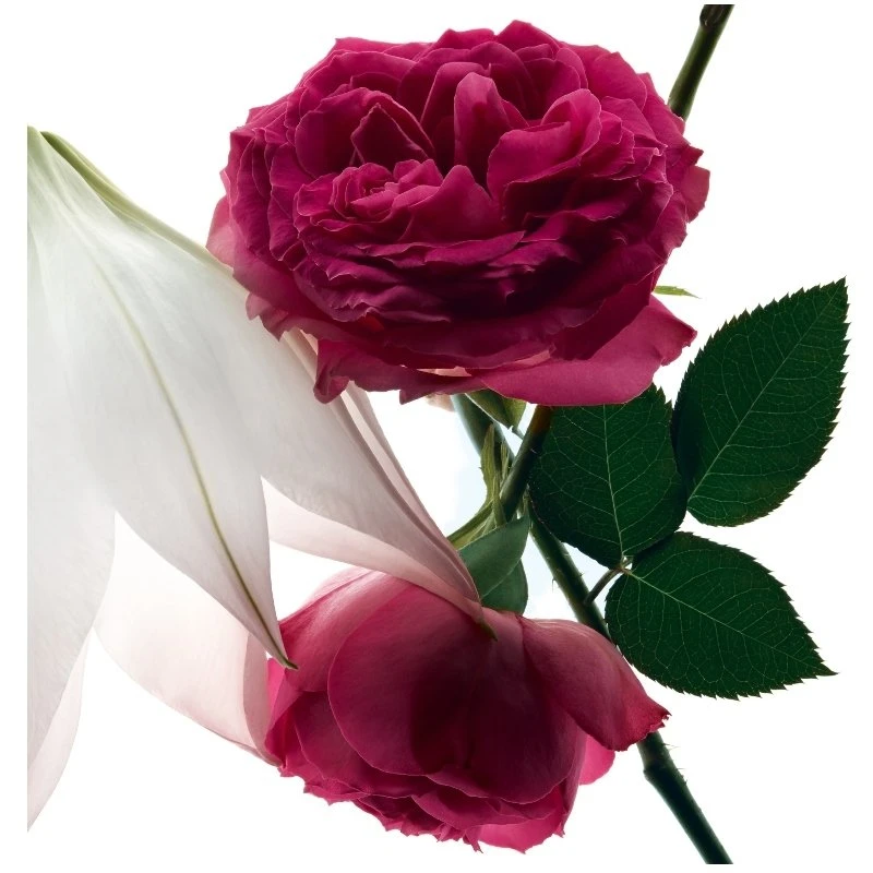 Yves Saint Laurent YSL Mon Paris Intensément EDP 30 Ml 4 Yves Saint Laurent YSL Mon Paris Intensément EDP 30 Ml - Billede 2